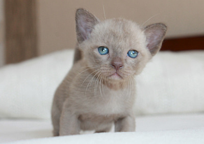 1920 X 1359 320.4 Kb 1821 X 1179 328.9 Kb 711 X 571 109.2 Kb ���������� ��������.