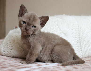 1920 X 1485 543.8 Kb 1920 X 1359 320.4 Kb 1821 X 1179 328.9 Kb 711 X 571 109.2 Kb ���������� ��������.