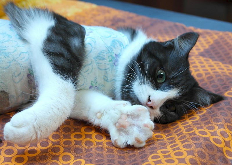 1920 X 1370 464.0 Kb     .