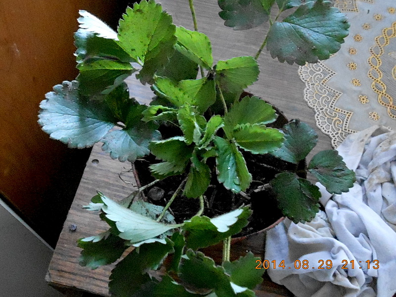 1920 X 1440 750.3 Kb     