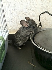 1920 X 2560 848.3 Kb ���������� �������