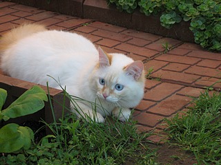 1600 X 1200 539.9 Kb 1295 X 1200 539.0 Kb Кот Барсик все еще в поисках дома.