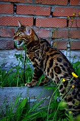 400 X 604  68.8 Kb 604 X 400  38.5 Kb 604 X 400  46.9 Kb  