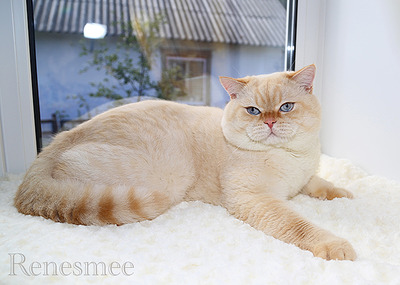 700 X 499 248.4 Kb Питомник'Gem Sweet'.Любимые британские ПЛЮШКИ.Британские котята: белые,голубые