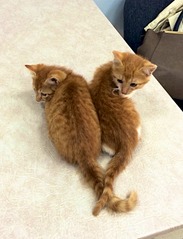 1071 X 1399 296.4 Kb Рыжие котята в добрые руки.