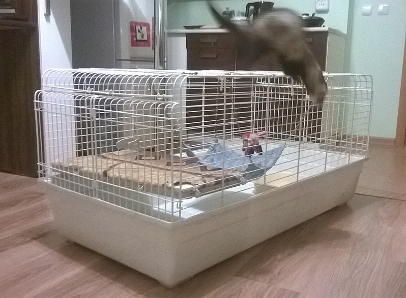 1920 X 1411 990.7 Kb  