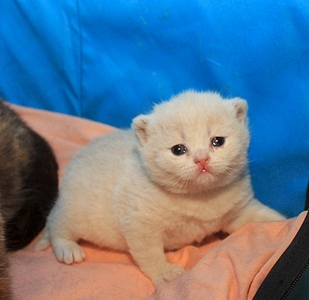 792 X 768 234.9 Kb 1024 X 729 283.3 Kb Питомник'Gem Sweet'.Любимые британские ПЛЮШКИ.Британские котята: белые,голубые