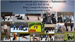 911 X 516 126.3 Kb Группа спортивной дрессировки в чайковском