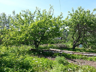 1920 X 1440 679.2 Kb 1920 X 1440 620.1 Kb 1920 X 1440 495.7 Kb С/о на массиве "Южный-3", 8 соток, дом, сруб. Фото. 220 т.р.