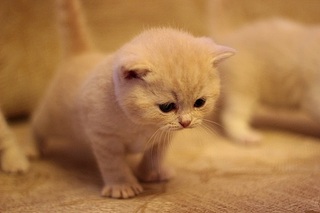 519 X 346 46.5 Kb 519 X 346 79.0 Kb    