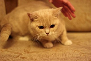 519 X 346 57.1 Kb 346 X 519 52.9 Kb 519 X 346 46.5 Kb 519 X 346 79.0 Kb    