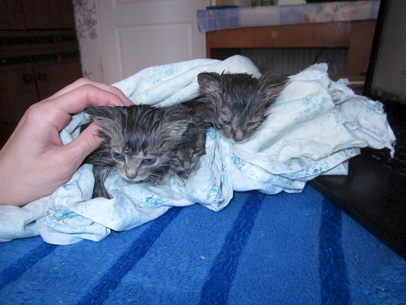 1920 X 1440 671.5 Kb     