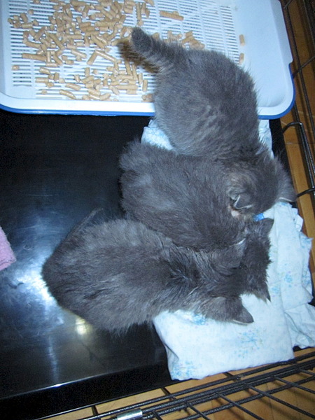 1920 X 2560 364.5 Kb 1920 X 1440 671.5 Kb     