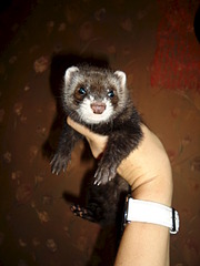 1920 X 2560 771.0 Kb 