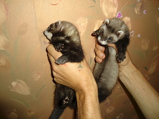 1920 X 1440 800.4 Kb 