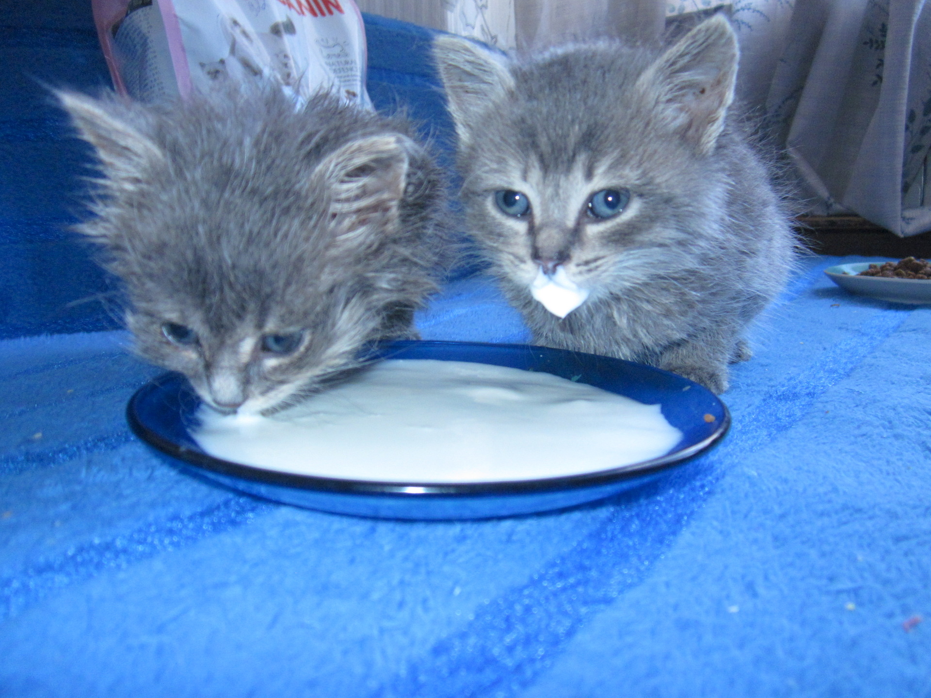 Что можно котенку из еды. Подкармливание котят. Котенок пищит. Еда для котят 1 месяц. Котенок 1 месяц.