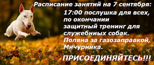 558 X 236 262.7 Kb Группа спортивной дрессировки в чайковском