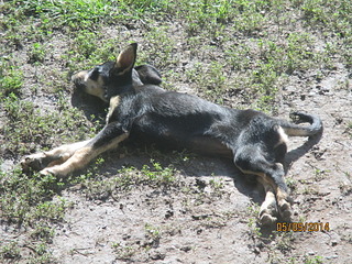 1920 X 1440 542.0 Kb очень голодные щенки