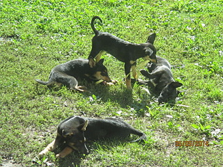 1920 X 1440 618.3 Kb 1920 X 1440 542.0 Kb очень голодные щенки