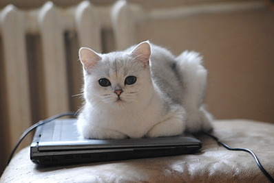 1920 X 1285 377.2 Kb Длинношерстные бриташки и компания! У нас есть котята!