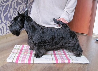 1920 X 1395 692.0 Kb  