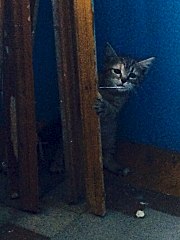 720 X 960 106.9 Kb Котёнок очень добрый и ласковый в надёжные руки