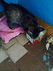 720 X 960 194.5 Kb Котёнок очень добрый и ласковый в надёжные руки