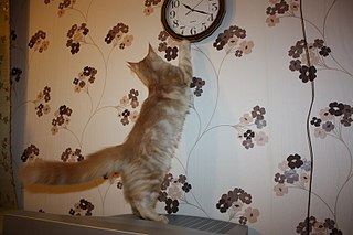 807 X 538 74.8 Kb 347 X 678 106.7 Kb 1920 X 2324 811.1 Kb Мейн кун-красный мраморный котенок.-50% от цены. Фото