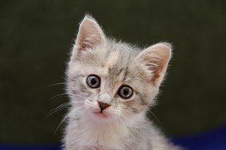 807 X 535 43.2 Kb Нежно-серый с песиковыми яблочками: крохотный котёнок Маруся