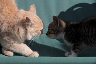 604 X 403 39.8 Kb 604 X 403 33.5 Kb 604 X 403 36.6 Kb     