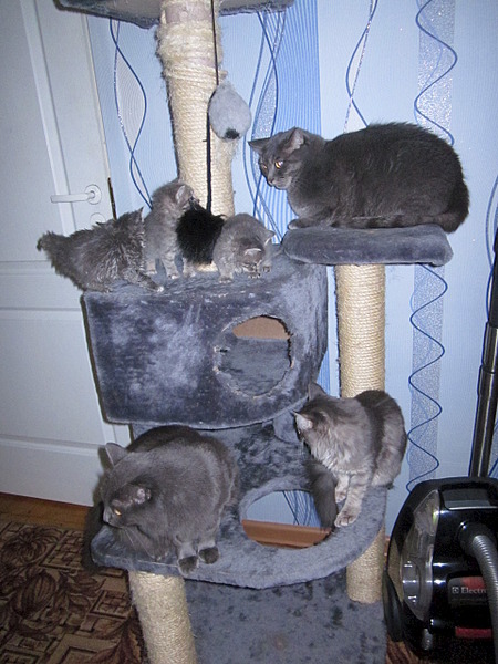 1920 X 2560 402.9 Kb 1920 X 1440 736.2 Kb     