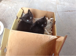 480 X 359 62.1 Kb  -  