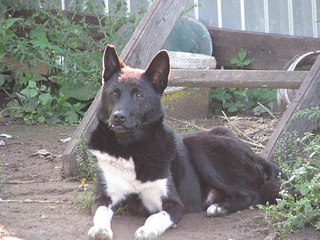 604 X 453  66.2 Kb 453 X 604  73.3 Kb 604 X 453  74.1 Kb Пенсионный фонд им.Миши Овчаркина