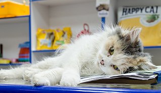 807 X 465 60.6 Kb 674 X 807 63.8 Kb кошка Варвара все еще ждет своего хозина