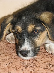 1920 X 2560 989.9 Kb В Калипсо подброшены щенки, срочно ищем хозяев