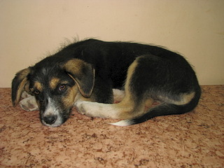 1920 X 1440 513.0 Kb 1920 X 2560 989.9 Kb В Калипсо подброшены щенки, срочно ищем хозяев