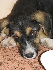 1920 X 2560 422.0 Kb 1920 X 1440 513.0 Kb 1920 X 2560 989.9 Kb В Калипсо подброшены щенки, срочно ищем хозяев