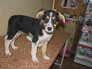 1920 X 1440 643.6 Kb 1920 X 2560 422.0 Kb 1920 X 1440 513.0 Kb 1920 X 2560 989.9 Kb В Калипсо подброшены щенки, срочно ищем хозяев