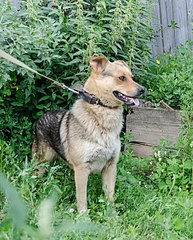 486 X 604 106.5 Kb  ,  