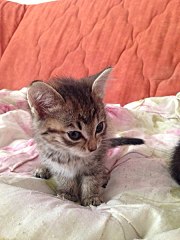 720 X 960 132.4 Kb СРОЧНО! Котятам нужен дом!