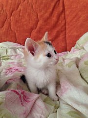 720 X 960 119.3 Kb 720 X 960 122.9 Kb 720 X 960 132.4 Kb СРОЧНО! Котятам нужен дом!