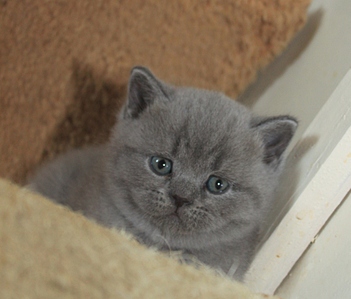 901 X 768 227.1 Kb 867 X 768 280.2 Kb Питомник'Gem Sweet'.Любимые британские ПЛЮШКИ.Британские котята: белые, голубые
