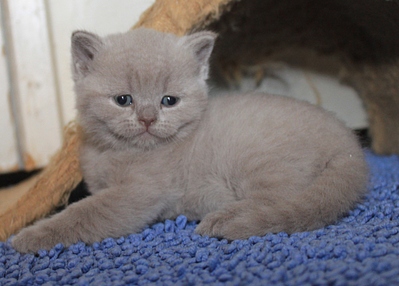 1024 X 734 284.4 Kb Питомник'Gem Sweet'.Любимые британские ПЛЮШКИ.Британские котята: белые, голубые