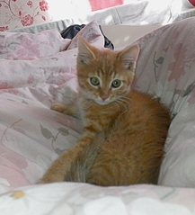 577 X 636 184.1 Kb     !