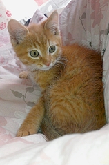 577 X 876 315.1 Kb 577 X 815 289.0 Kb     !