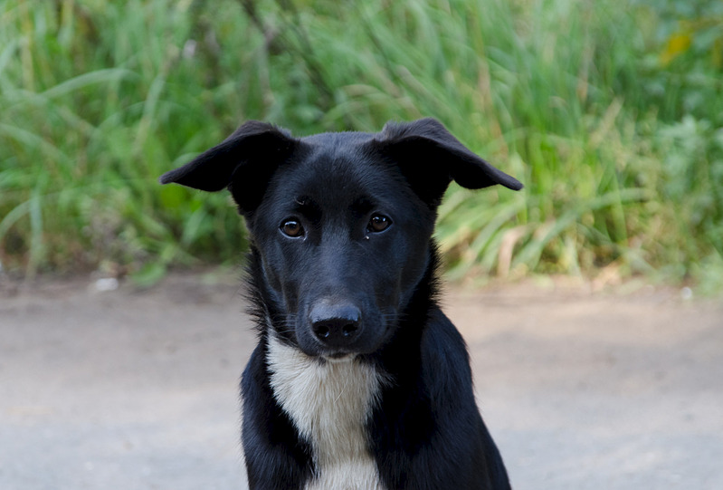 1920 X 1300 380.5 Kb Отличная охранница в добрые руки.