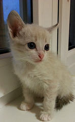 1516 X 2448 897.8 Kb  