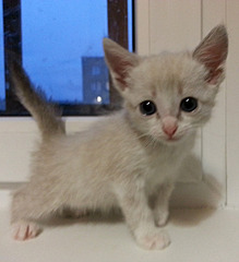 1920 X 2102 654.1 Kb 1516 X 2448 897.8 Kb  