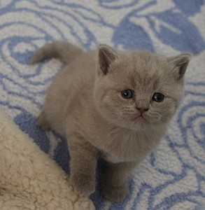 768 X 786 245.9 Kb Питомник'Gem Sweet'.Любимые британские ПЛЮШКИ.Британские котята: белые, голубые
