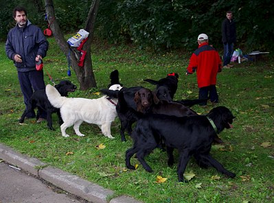 1280 X 949 279.0 Kb  - Retrievers Terra Italmas...